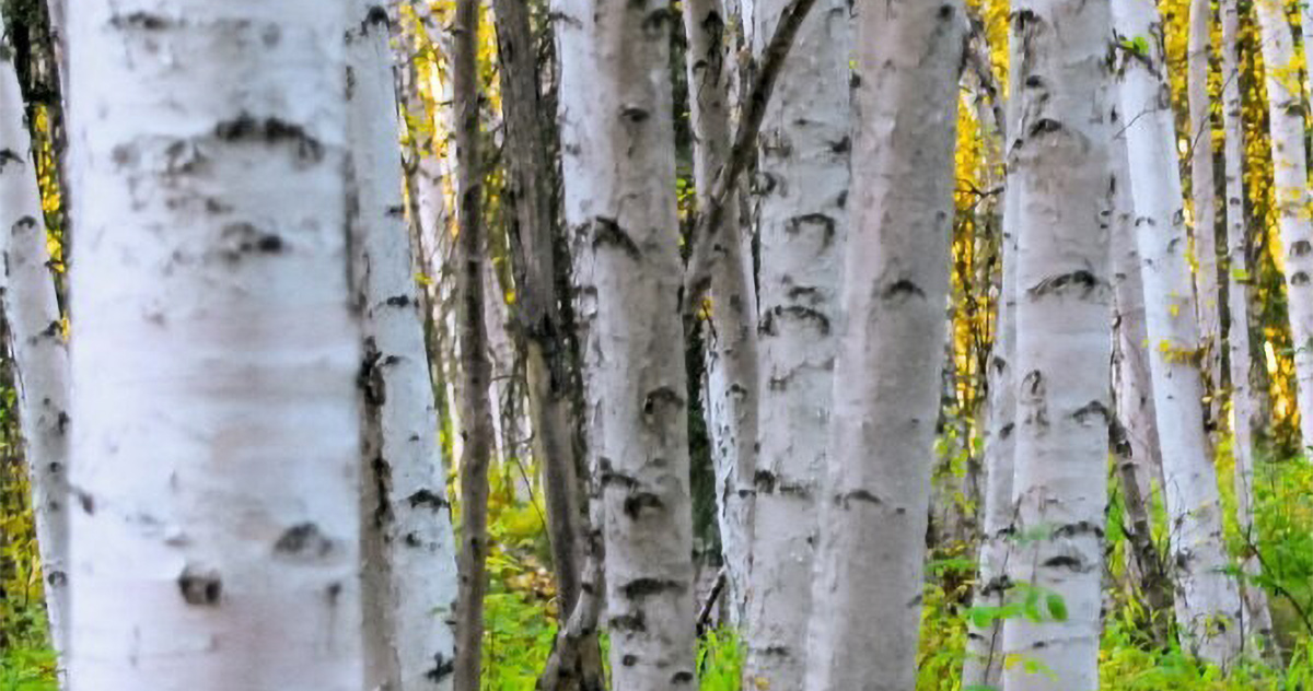 crea e ricrea laboratorio per bambini